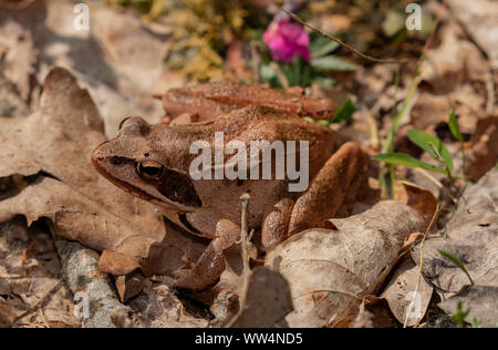 Grenouille agile, Rana dalmatina dans caduques au printemps ; Oland, Sweden. Banque D'Images