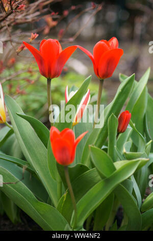 Close-up d'un rouge intense tulipes dans un parterre de fleurs avec un calice, Banque D'Images