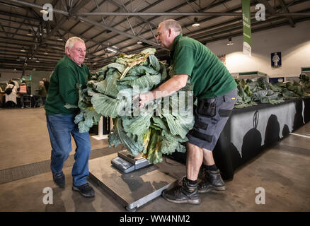 Un chou est pesé que de juger a lieu pendant la compétition de légumes géants à la Harrogate Automne Flower Show au Yorkshire. Banque D'Images