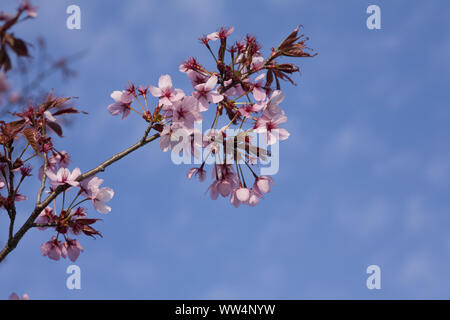 Feuilles pourpre-prune, des rameaux, des fleurs, Banque D'Images