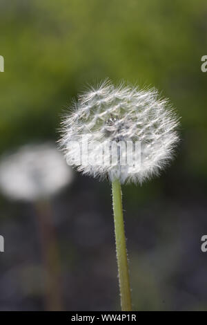 Blowball avec graines de vol Banque D'Images