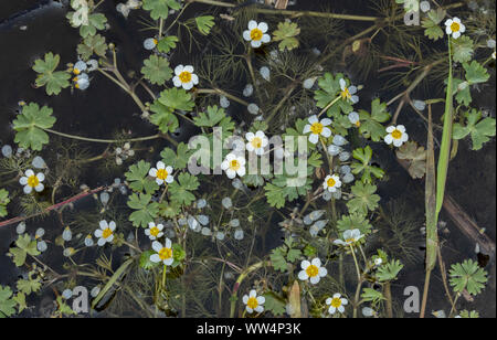 L'eau de bassin-crowfoot, Ranunculus peltatus woodland pond. Banque D'Images