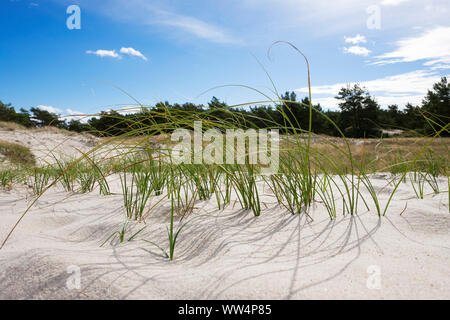 Rouche (Ammophila arenaria) dans dune de la mer Baltique, DarÃŸer Ort près de Prerow, DarÃŸ SS-Zingst, 116, Poméranie occidentale Lagoon Salon National Park, Schleswig-Holstein, Allemagne Banque D'Images