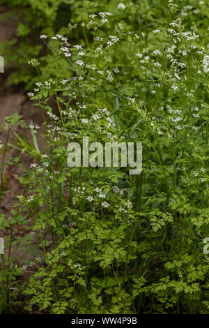 Cerfeuil Anthriscus cerefolium, en fleurs dans un jardin de fines herbes. Banque D'Images