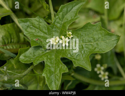 Bryone blanche, Bryonia dioica, en fleurs au printemps, avec vrilles. Banque D'Images