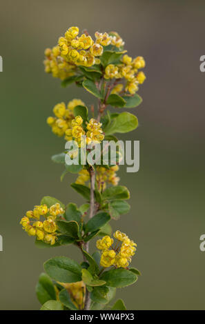 L'épine-vinette commune, Berberis vulgaris, en fleurs. Banque D'Images