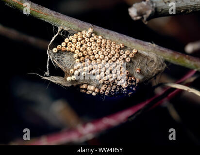 Grappe d'oeufs d'Vaporer ou houppes. Banque D'Images