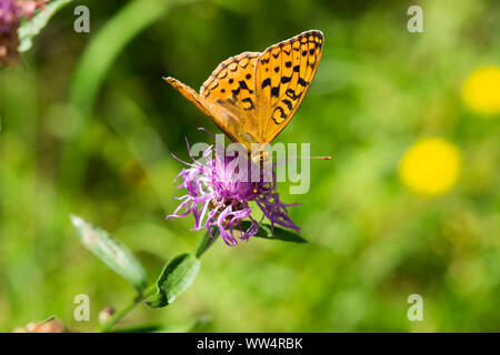 Brown fritillary (Argynnis haut adippe) sur centaurée jacée (Centaurea jacea), les plaines de l'Isar près de KÃ¶nigsdorf, Upper Bavaria, Bavaria, Germany Banque D'Images