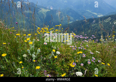 Mountain flower meadow sur Hochgern, shaggy épervière (Hieracium villosum) et de l'aster des alpes (Aster alpinus), Alpes de Chiemgau, Upper Bavaria, Bavaria, Germany Banque D'Images