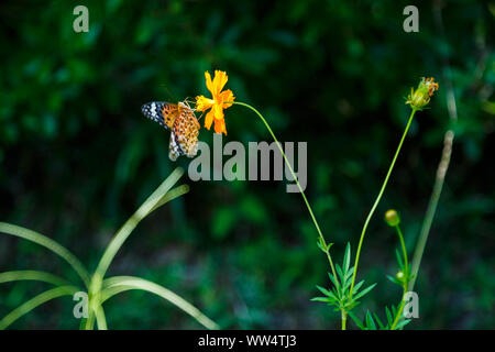 Un Argynnis hyperbius, communément appelé l'argynne indiennes ayant nectar de Cosmos sulphureus cosmos,ou de soufre dans le feuillage vert arrière-plan. Banque D'Images