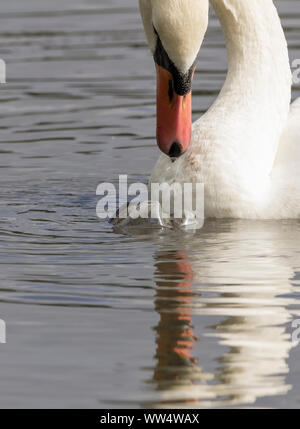 Mute swan (Cygnus olor) et de déchets plastiques. Bouteille en plastique renversé dans l'eau attire l'attention d'un cygne sauvage en bouche  + la pollution plastique branlante Banque D'Images