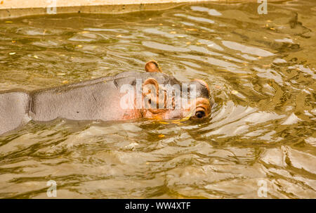 Hippopotame nage dans un marais Banque D'Images