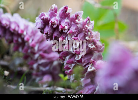 Blossom, toothwort Lathraea squamaria commun(), plante parasite, Haute-Bavière, Bavière, Allemagne Banque D'Images