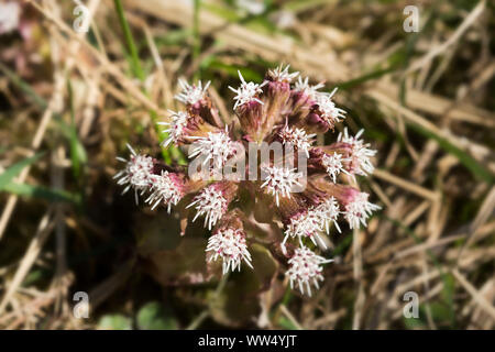 Blossom, pétasite commun (Petasites hybridus), Haute-Bavière, Bavière, Allemagne Banque D'Images