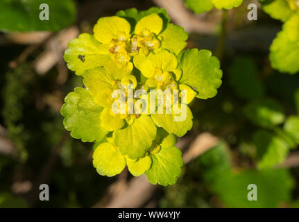 Blossom, alternate-leaved golden saxifrage Chrysosplenium alternifolium), (Haute-Bavière, Bavière, Allemagne Banque D'Images