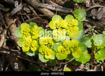 Blossom, alternate-leaved golden saxifrage Chrysosplenium alternifolium), (Haute-Bavière, Bavière, Allemagne Banque D'Images