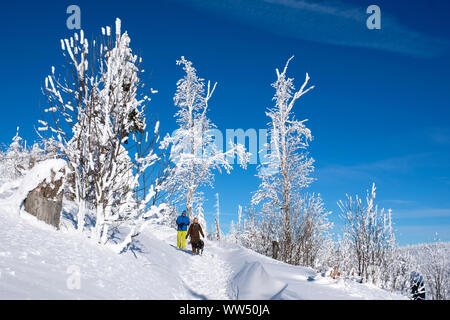 Chemin à travers une forêt mixte d'hiver, l'hiver chemin ou sentier à la lynx Lusen, près de l'NeuschÃ¶nau, Parc National de la forêt bavaroise, Thuringe, Bavière, Allemagne Banque D'Images