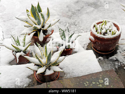 Les chutes de neige fraîche dans postwinter couvrant les plantes en pot sur la terrasse du jardin Banque D'Images