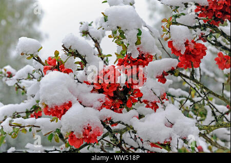 Les chutes de neige fraîche dans postwinter couvrant l'essor de l'arbuste rouge coing ornementales jardin au printemps Banque D'Images