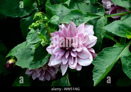 Dahlia Crème de Cassis fleurs lilas pâle tubercule dahlia décoratif et fleur pourpre Banque D'Images