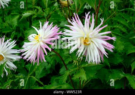 Dahlia Marlene joie fleur fleurs fleurs hérissées de cactus dahlia avec pétales blancs et roses astuce Banque D'Images