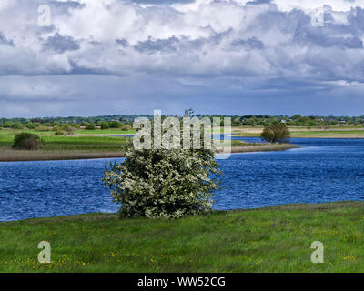 L'Irlande, dans le comté d'Offaly, paysage à rivière Shannon près de Shannonbridge Banque D'Images