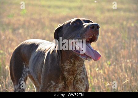 Chien de chasse avec la bouche ouverte et la langue dehors Banque D'Images