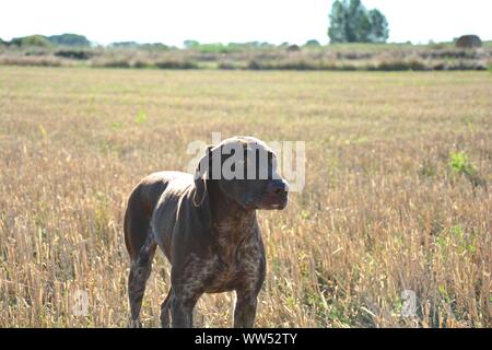 Chien de chasse avec la bouche ouverte et la langue dehors Banque D'Images