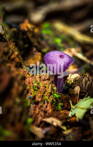 Le fourbe améthyste (Laccaria amethystina) Banque D'Images