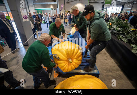 Une citrouille géante est pesé que de juger a lieu pendant la compétition de légumes géants à la Harrogate Automne Flower Show au Yorkshire. Banque D'Images