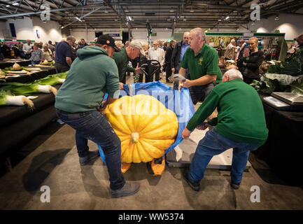 Une citrouille géante est pesé que de juger a lieu pendant la compétition de légumes géants à la Harrogate Automne Flower Show au Yorkshire. Banque D'Images