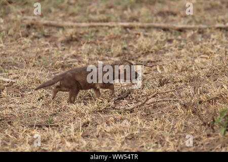 Le chacal à dos noir (petit bébé), Masai Mara National Park, Kenya. Banque D'Images