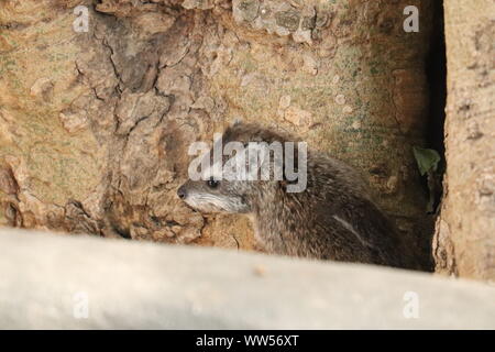 Hyrax, arbres du Parc National de Masai Mara, Kenya. Banque D'Images