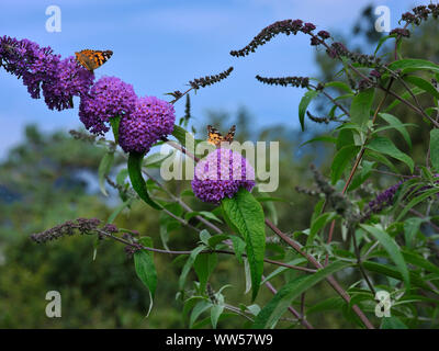 Une paire de papillons belle dame se nourrissent d'un pigment de bush en pleine floraison. Nidderdale 03/08/19 Banque D'Images