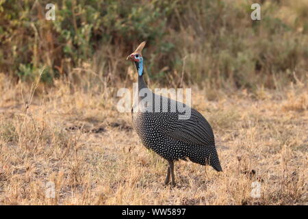 La pintade, Masai Mara National Park, Kenya. Banque D'Images