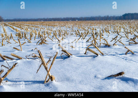 Champ de maïs récoltés en hiver, cvered avec snow Banque D'Images