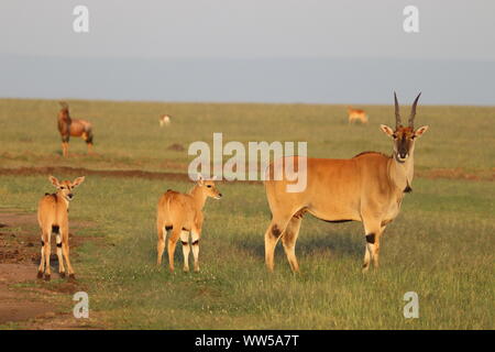 Eland famille dans la savane, le Parc National de Masai Mara, Kenya. Banque D'Images