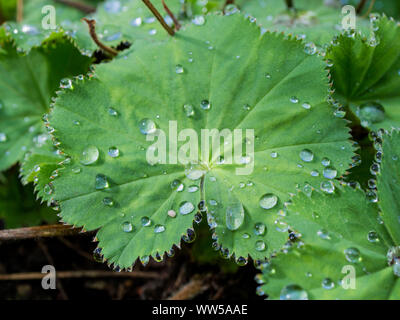 Gouttes d'eau sur une feuille de l'alchémille (Alchemilla) Banque D'Images