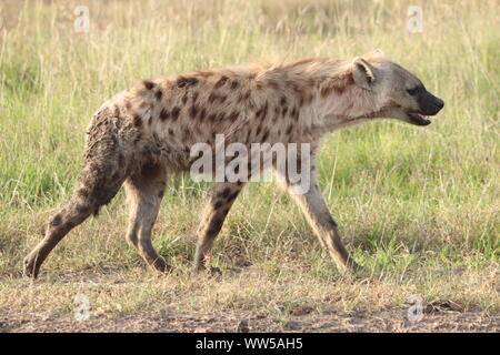 L'Hyène tachetée (Crocuta crocuta) Promenade à pied dans la savane, le Parc National de Masai Mara, kenya. Banque D'Images