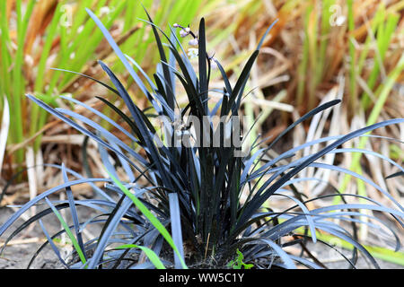 L'herbe Ophiopogon planiscapus mondo noir Nigrescens de plus en jardin d'été Banque D'Images