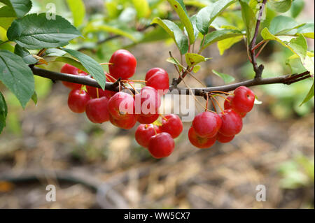 Close-up of red, frais et pommes d'ornement brillant sur le rameau d'un jeune arbre, Banque D'Images