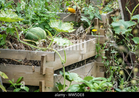 Bac à compost déchets de jardin, feuilles, tiges sèches, restes organiques, citrouille Cucurbita pepo croissance citrouille Banque D'Images