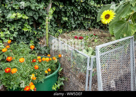 Bac à compost en fil de fer plantes de compost fleurs French Marigolds tournesol Banque D'Images