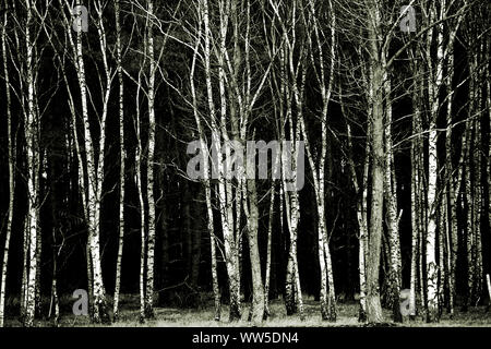 Une rangée de jeunes bouleaux au bord de la forêt d'une sombre forêt de conifères, Banque D'Images