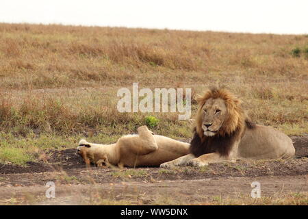 Lion et lionne dans la savane, le Parc National de Masai Mara, Kenya. Banque D'Images