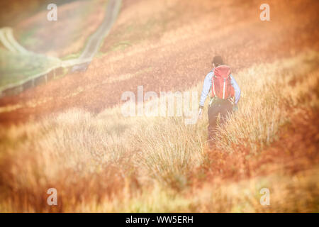 Une femme et son chien randonneur marchant à travers champs de brown bracken en automne sur une journée ensoleillée dans le Lake District, UK. Banque D'Images