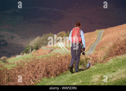 Une femme et son chien randonneur marchant à travers champs de brown bracken en automne sur une journée ensoleillée dans le Lake District, UK. Banque D'Images