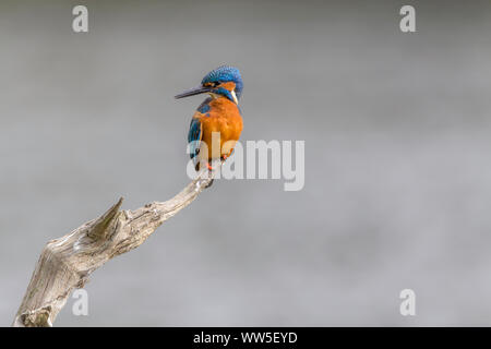 Kingfisher (Alcedo atthis) mâle sur la perche longue dague-comme le projet de loi, et les joues orange a les parties supérieures bleu électrique. La gorge blanche et le cou de correctifs. Banque D'Images