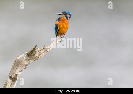 Kingfisher (Alcedo atthis) mâle sur la perche longue dague-comme le projet de loi, et les joues orange a les parties supérieures bleu électrique. La gorge blanche et le cou de correctifs. Banque D'Images