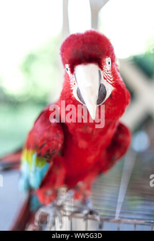 L'ara rouge / vert-winged macaw, Ara chloroptera, close-up, Kauai, Hawaii, USA Banque D'Images